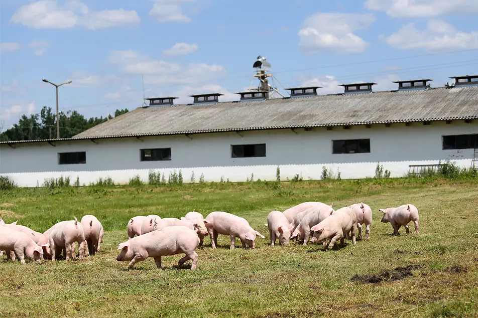 Nowoczesna ferma trzody chlewnej trochę nie te 6 urządzeń świń