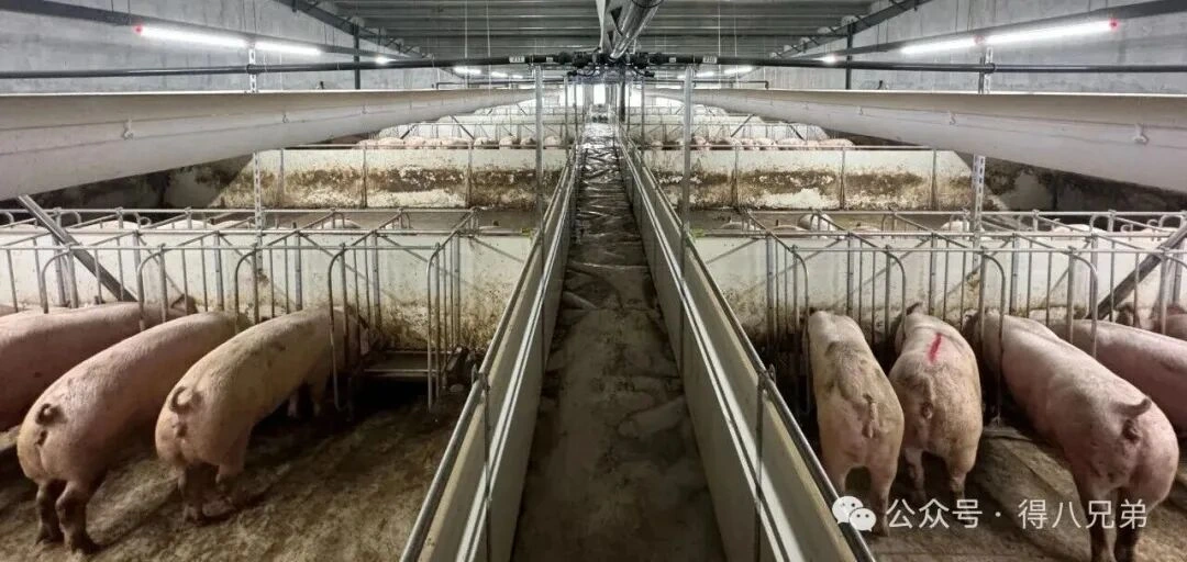 Lokalne surowce: podstawowe synergie i zalety żywienia na mokro w fermach trzody chlewnej