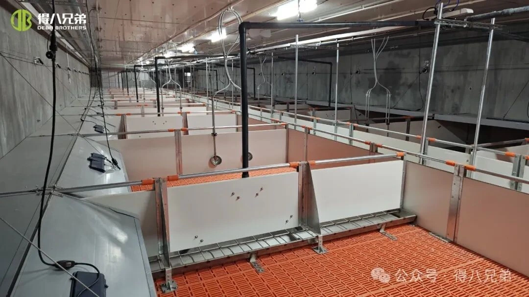 Zapobieganie i zarządzanie stresem cieplnym na fermach trzody chlewnej podczas upałów