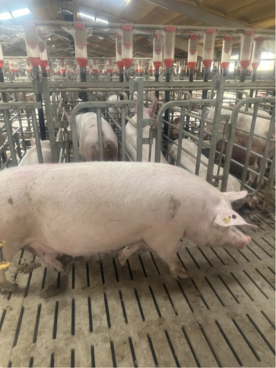 Debabrother przeprowadza wizytę zwrotną u klientów w Hiszpanii